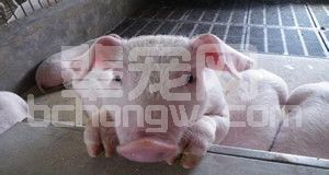 主要侵害哺乳仔猪和育肥猪的猪圆环病毒病