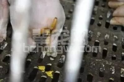 猪腹泻临床症状随着日龄而异，对外揭秘不同日龄猪的腹泻原因和对策全！