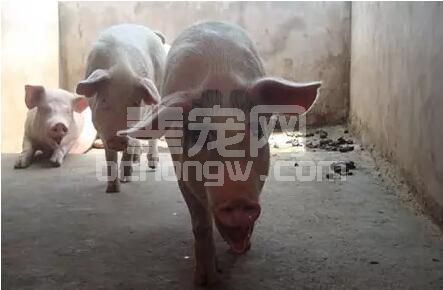 细微决定成败--猪病的早期检测