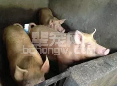 高热、食欲废绝、站立不稳的大猪怎么办？一例疑难杂症的治疗