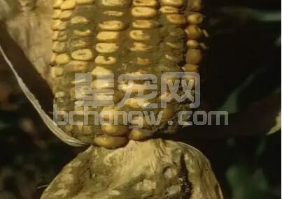 梅雨季节，严防黄曲霉毒素的危害！！！