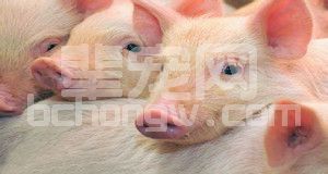 猪病防治必懂知识，综合防治猪病黄金规则