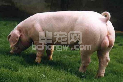 实验室的检测价值及对种猪的价值研究