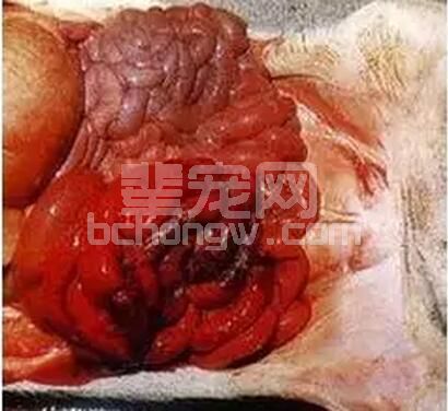 发病急 病程短 毒血症 病死率高，往往用药疗效不佳的猪梭菌性肠炎