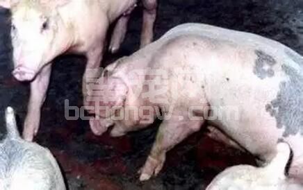 从“症状、剖检、实验室、防治“汇总猪场七大呼吸系统疾病的临床鉴别思路