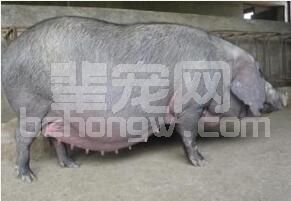 切记、切记！这些药怀孕母猪不可用