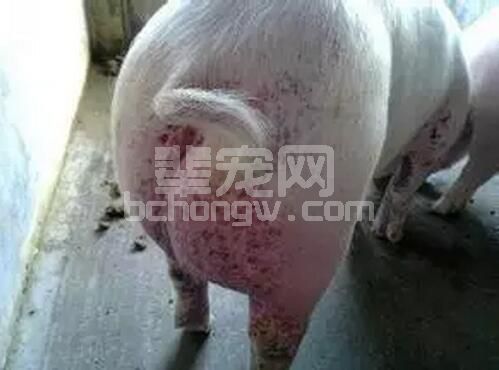 大多数的猪老板都觉得猪病越来越难治，是因为病情复杂了吗？未必