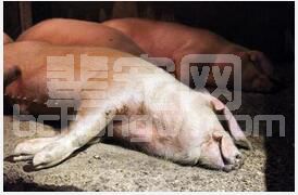 为什么猪群进行猪瘟免疫后还会发生猪瘟?