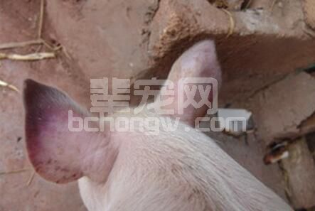 对于控制蓝耳病来说，管理的因素重于其他一切因素