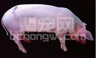 疑似高致病性猪蓝耳病疫情时怎么处置？