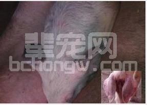 猪蓝耳病与副猪嗜血杆菌病混感的诊治措施
