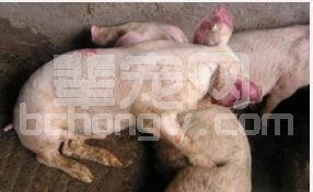 猪蓝耳病疫苗种类及详细介绍