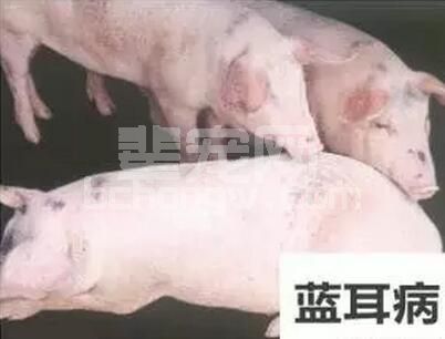 猪蓝耳病的临床症状及防控