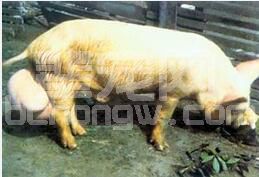 猪布鲁菌病的症状与防治方法，养猪怎样防治布病？
