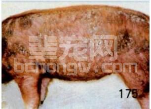 猪皮肤霉菌病的防治
