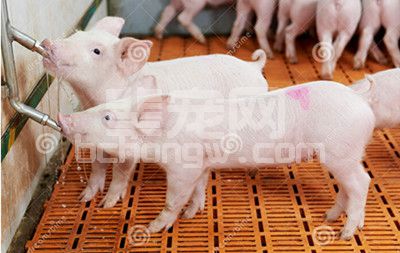 脱水是仔猪断奶后面临的最大的挑战 必须及时预防