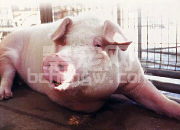 猪掉腰子的有效治疗方法