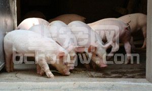 猪腹泻的防控：控制猪舍环境的潮湿