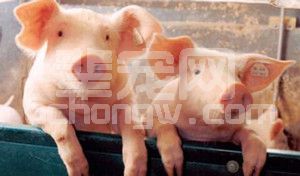 外购运输回来的仔猪大规模发病怎么预防！