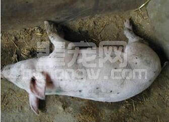 寄生虫对猪场的危害，生猪驱虫的重要性