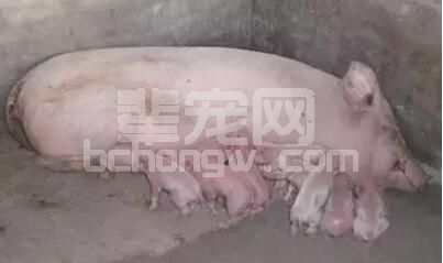 养母猪的人经常遇到的病例---母猪产后热