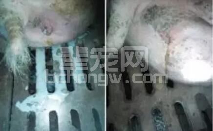 子宫炎症在规模化养猪场发生的原因和对策