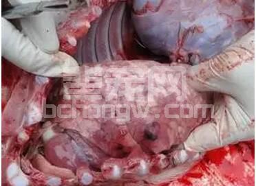 到底猪场可预防的疫病有哪些？不生病=赚到！