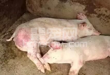 夏季猪皮肤上红色斑点发生的病案解析和防治方法　养猪人赶紧收藏！