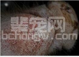 猪发病后毛孔出血究竟是什么原因？