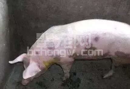 猪丹毒防控失败案例分析 如何正确使用疫苗？