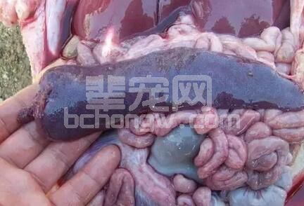 夏季如何防控猪病混感？