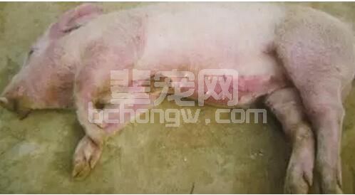 猪场入夏 天气炎热 弓形体病不可忽视