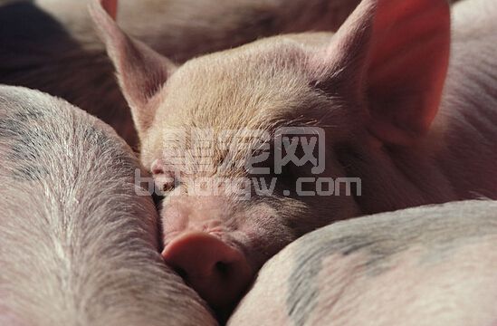 猪吐了怎么办？如何处理？不学就真的亏了！！