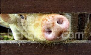 夏季猪呼吸道病治不好，怎么办？