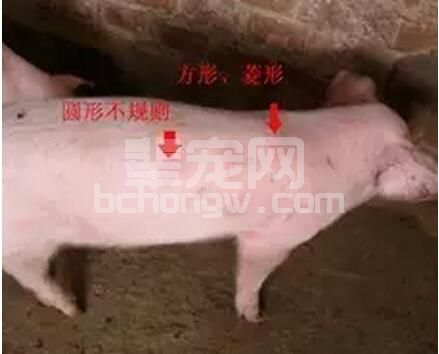夏季猪丹毒高发易误诊成高热，治疗不当致死！