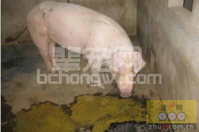 要区分好呕吐与反胃 猪呕吐的原因有这些……