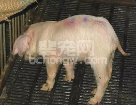 养猪业发达国家均有流行和发生的多发性浆膜炎与关节炎病因分析