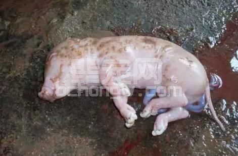 母猪流产率居高不下？原来是这些疾病在捣乱！