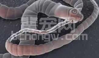 猪只吃料不长肉是怎么回事?学会科学驱虫让你的养殖效益加倍提升