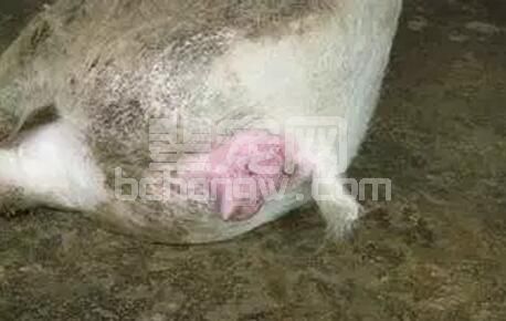 如果临产母猪破水但半天都没有产猪，怎么办？谈谈我的处理思路...