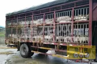 “猪晕车”了，怎么办？
