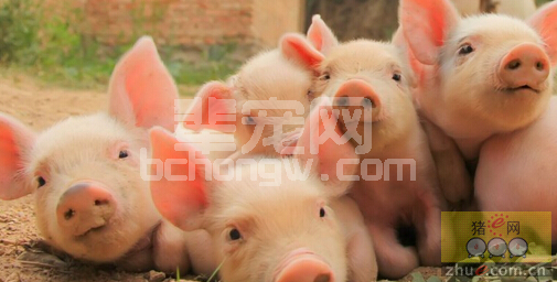 夏季来临，高热病的预防治疗