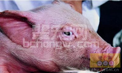 猪呼吸系统疾病分析与敏感药物汇总