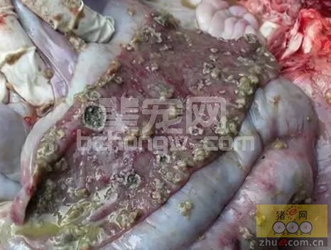 为什么接种了猪瘟疫苗还会发生猪瘟？