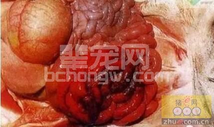 养猪场母猪子宫出血和子宫脱出的处理方法