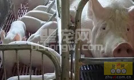 猪场又出现一种可引起母猪共济失调、流产或突然死亡的新疫病