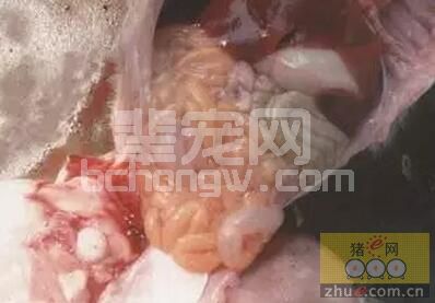 伪狂犬病毒真的发生变异？怎么防治？