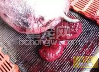 兽医临床上中西医结合诊治母猪子宫脱宫（附：中药调理方案及处方）