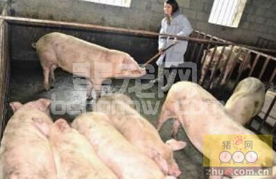 三看、二查、一问，解决猪病诊断问题