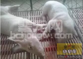 普遍存在且造成猪场猪副嗜血杆菌、链球菌高发容易忽视的七大细节！
